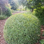 Pruned Lucky Marble® Japanese Holly