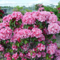 Pink Globe Mountain Laurel covered in Flowers