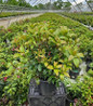 Pink Globe Mountain Laurel in nursery container