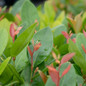 First Editions® Lucky Leu® Leucothoe Leaves 