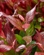 Close-up Little Flames Leucothoe foliage