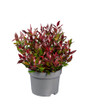 Little Flames Leucothoe container display