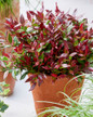 Little Flames Leucothoe in patio planter