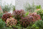 Little Flames Leucothoe in mixed garden