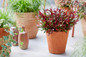 Little Flames Leucothoe patio display