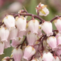  Passion Party™ Pink Frost Pieris flowering