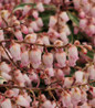 Pink Frost Japanese Andromeda pink flower buds
