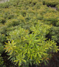Pink Frost Japanese Andromeda nursery #3 container plant