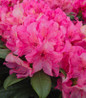 Holden's Fuchsia Rhododendron fuchsia flower clusters