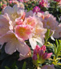 Holden's Peach Rhododendron soft spring bloom