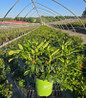 Holden's Pink Rhododendron in pot