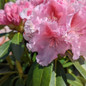 Holden's Pink Flare Rhododendron Flower and leaves