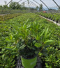 Holden's Pink Flare Rhododendron in pot