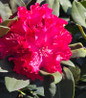 Holden's Red Rhododendron vivid red blooms