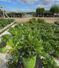 Holden's Red Rhododendron nursery container plant