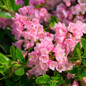 Bloombux® Magenta Rhododendron Foliage and Flowers