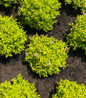 Pineapple Poprocks Spirea growing in the landscape