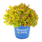 Spiraea Pineapple Poprocks in Bloomin' Easy pot