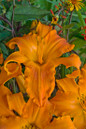 Hemerocallis Rainbow Rhythm Primal Scream with Orange Flowers