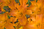 Hemerocallis Rainbow Rhythm Primal Scream with Orange Blooms