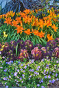 Hemerocallis Rainbow Rhythm Primal Scream in Landscape