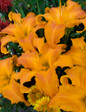 Rainbow Rhythm Primal Scream Daylily with Orange Flowers Up Close