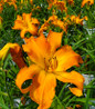 Primal Scream Daylily flower close-up