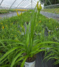 Primal Scream Daylily #1 container