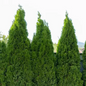 Plant Dark American Arborvitae Growing