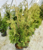 Dark American Arborvitae Growing in the Business