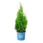 Thuja occidentalis Private Jet in a bloomin easy pot