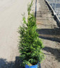 Private Jet Arborvitae #3 container