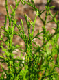 Sugar and Spice Thuja foliage close-up