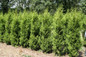 Sugar and Spice Thuja nursery plants