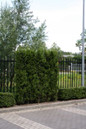 Sugar and Spice Thuja privacy hedge