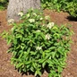NativeStar Raisinette Viburnum growing in the garden