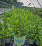 NativeStar® Raisinette Virburnum in pot