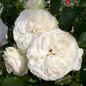 Eden Climber White Rose Flower Close-up