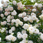 Eden Climber White Rose Flowering