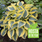 Shadowland Autumn Frost Hosta of the Year