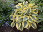 Shadowland Autumn Frost Hosta in Landscaping