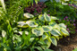 Shadowland Autumn Frost Hosta in Perennial Shade Garden