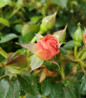 Orange Glow Knock Out Rose continuous summer blooms