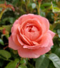 Orange Glow Knock Out Rose vibrant orange blooms
