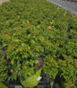 Orange Glow Knock Out Rose nursery container plant