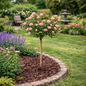 Apricot Drift Rose Tree Form in Landscape