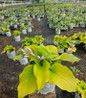 Coast to Coast Plantain Lily in proven winner pot