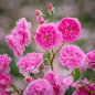 Harlow Carr English Rose blooms