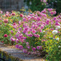 Harlow Carr English Rose blooming in the garden