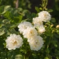 Nye Bevan Rose clustered yellow blossoms